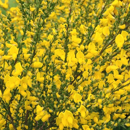 Cytisus 'Vanesse'