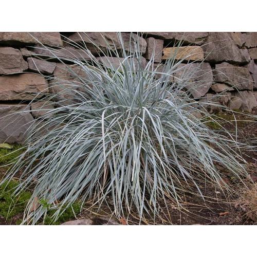 Elymus magellanicus