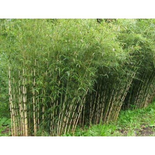 Bambusz ernyő - Fargesia robusta 'Formidable' 40/60cm K2l