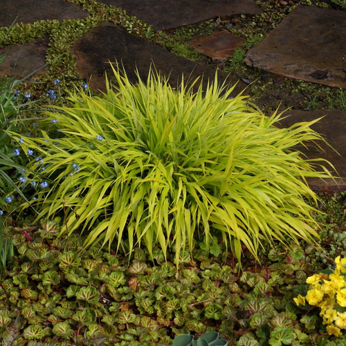 Hakonechloa macra 'All Gold'