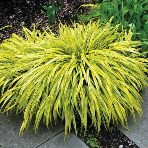 Hakonechloa macra 'Aureola'