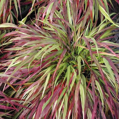 Hakonechloa macra 'Beni Kaze'