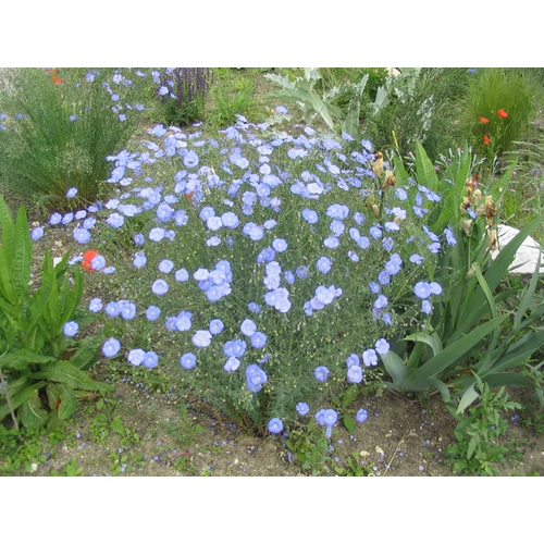 Linum perenne 'Saphire'