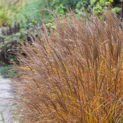 Miscanthus sinensis 'Kleine Silberspinne'