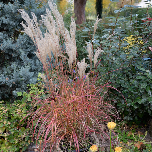 Miscanthus sinensis 'Little Miss'