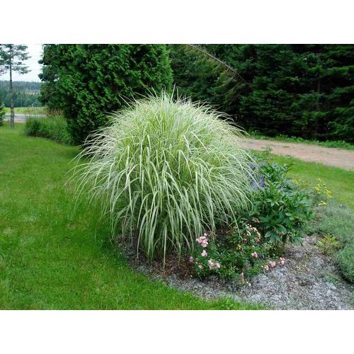 Miscanthus sinensis 'Variegatus'