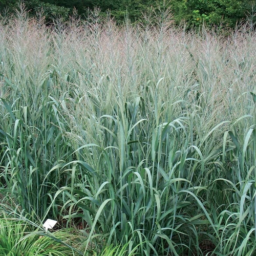 Panicum virgatum 'Dallas Blues'