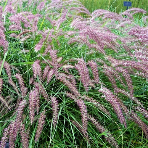 Pennisetum orientale 'Flamingo'