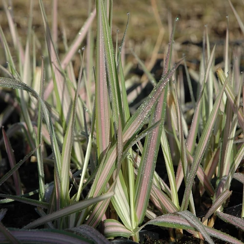 Phalaris arundinacea 'Strawberry and Cream'