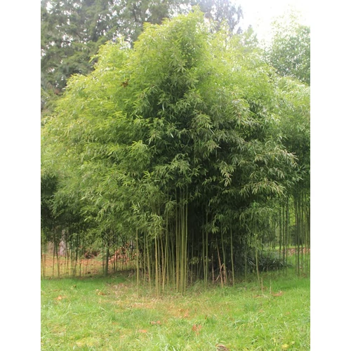 Phyllostachys