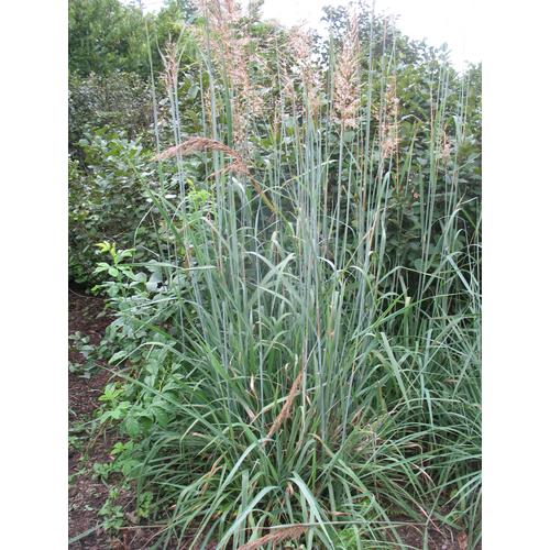 Sorghastrum nutans 'Sioux Blue'