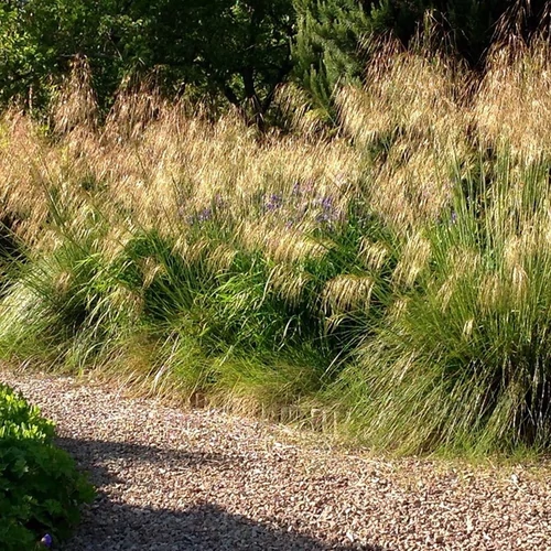 Stipa gigantea