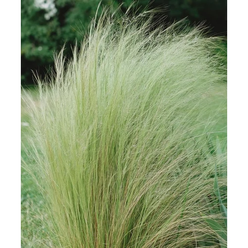 Stipa tenuissima