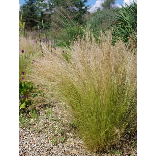Stipa tenuissima 'Pony Tails'
