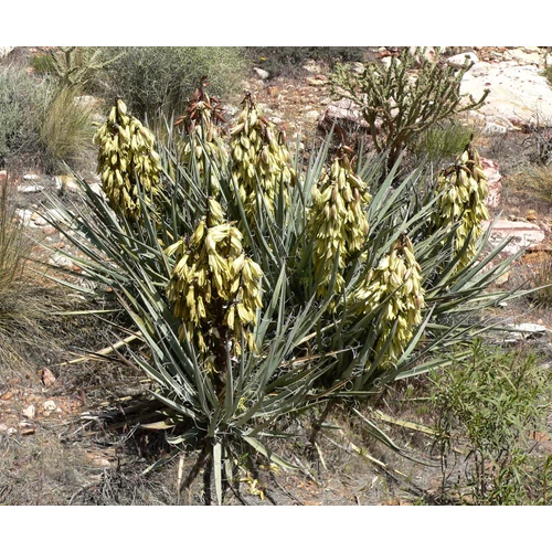 Yucca baccata