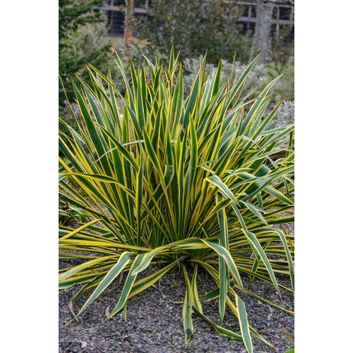 Yucca filamentosa 'Bright Edge'