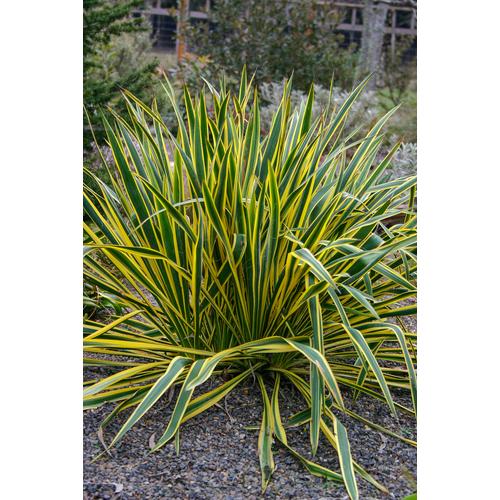 Yucca filamentosa 'Bright Edge'