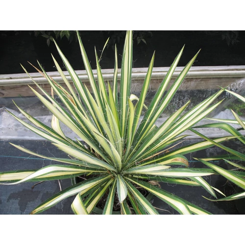 Yucca flaccida 'Golden Sword'