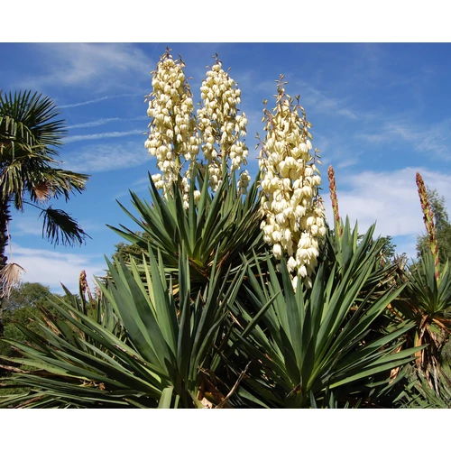 Yucca recurvifolia