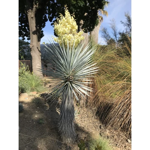 Yucca rigida