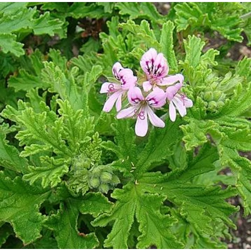Pelargonium odoratissimum