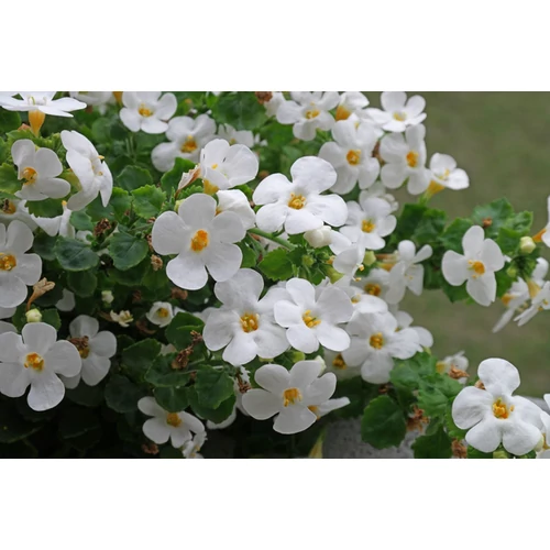 Bakopa - Sutera cordata 20/30cm K12cm