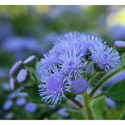 Ageratum houstonianum