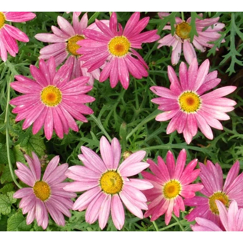 Argyranthemum frutescens (Chrysanthemum f.)