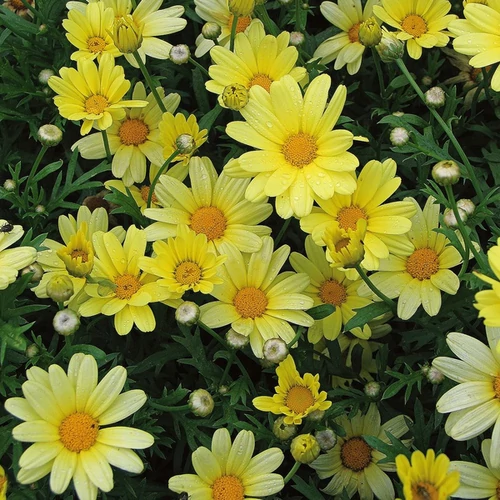 Argyranthemum frutescens (Chrysanthemum f.)