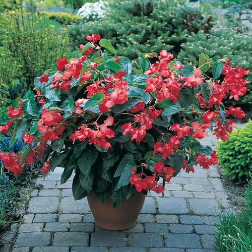Begonia 'Dragon Wing'