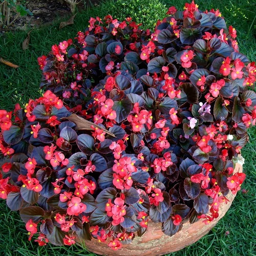 Begonia semperflorens