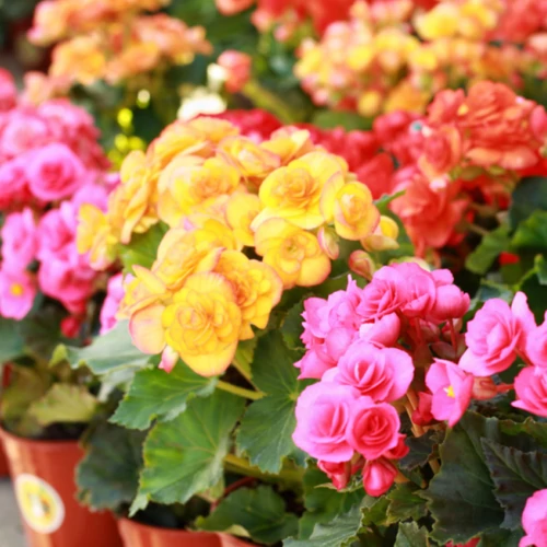 Begonia tubera