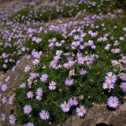 Brachyscome multifida