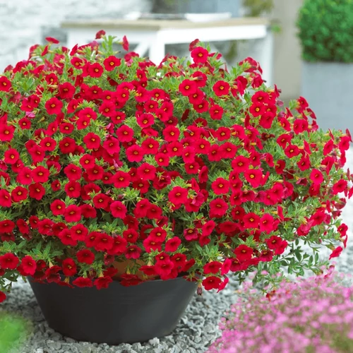 Calibrachoa hibrid Million Bells