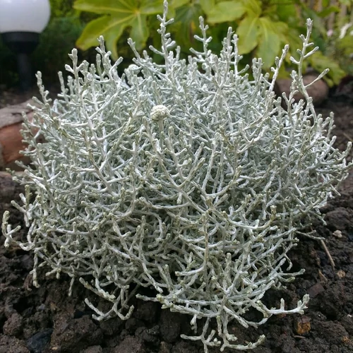 Calocephalus brownii