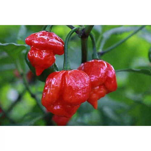 Capsicum annuum 'Scorpio'