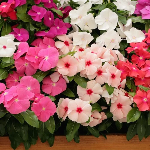 Catharanthus roseus