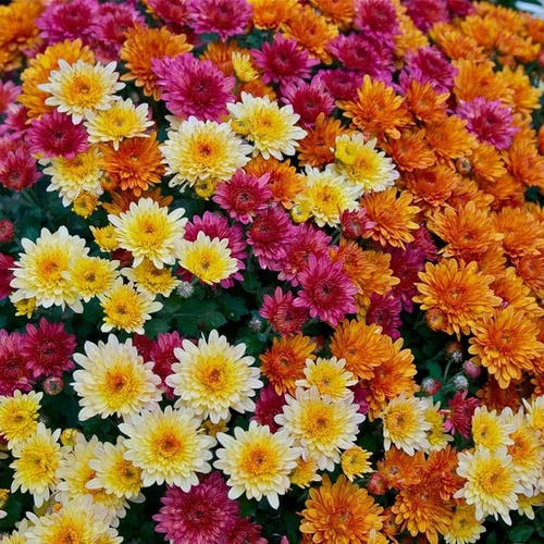 Chrysanthemum