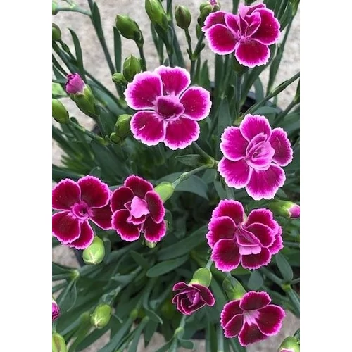 Szegfű kínai - Dianthus 'Pink Kisses' 10/20cm K10,5cm