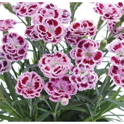 Kínai szegfű mix - Dianthus sp. 10/20cm K9x9cm