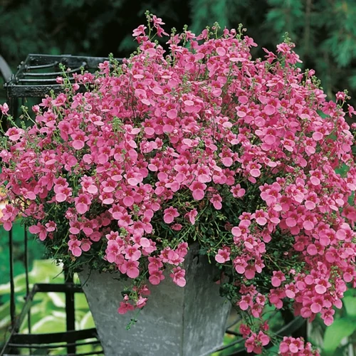 Diascia barberae