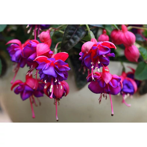 Fuchsia a