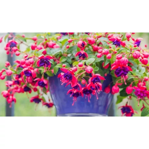 Fuchsia a