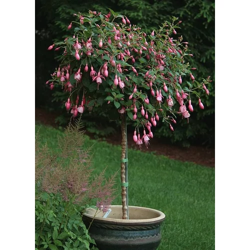 Fuchsia a