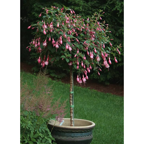 Fuchsia a