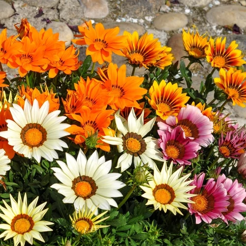 Gazania rigens