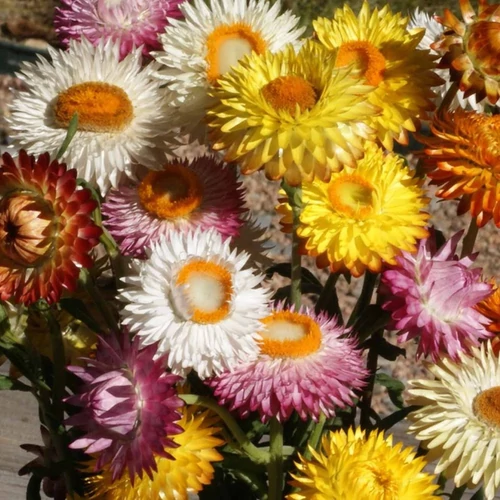 Helichrysum bracteatum (Xerochrysum bracteatum)