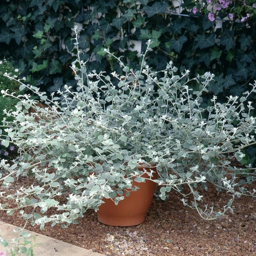 Helichrysum petiolare