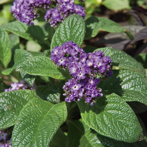 Heliotropium arborescens