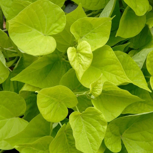 Ipomoea batatas